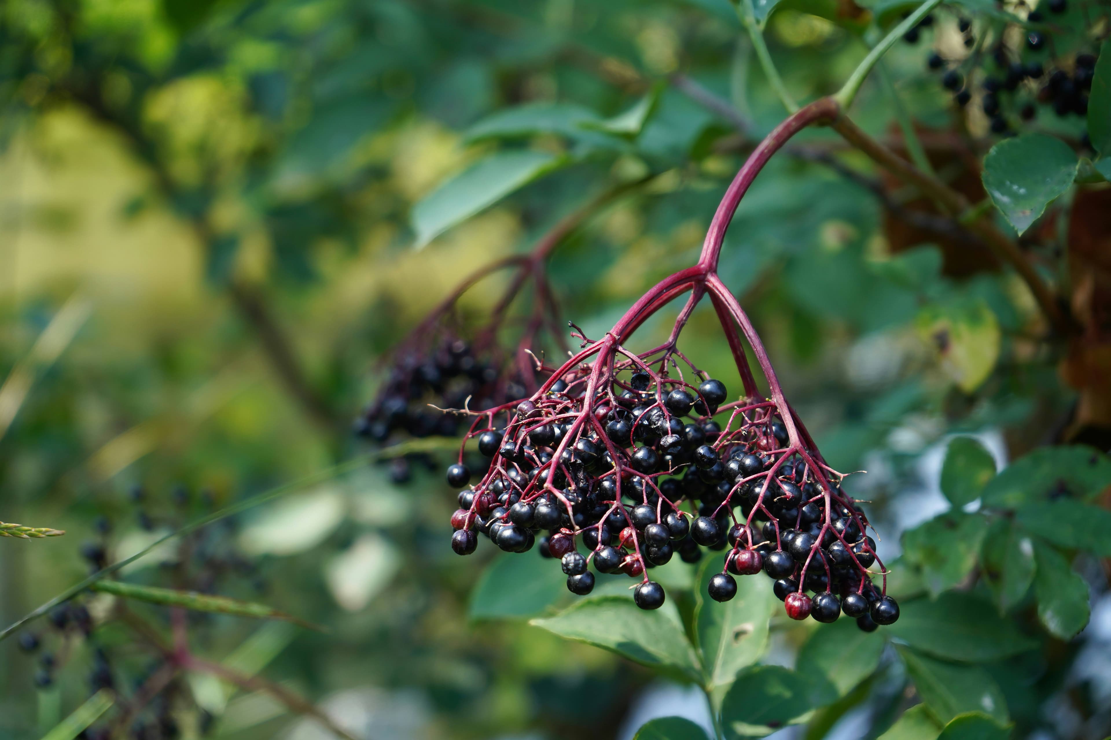 Elderberry