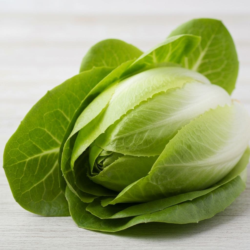 Fresh endive leafy green