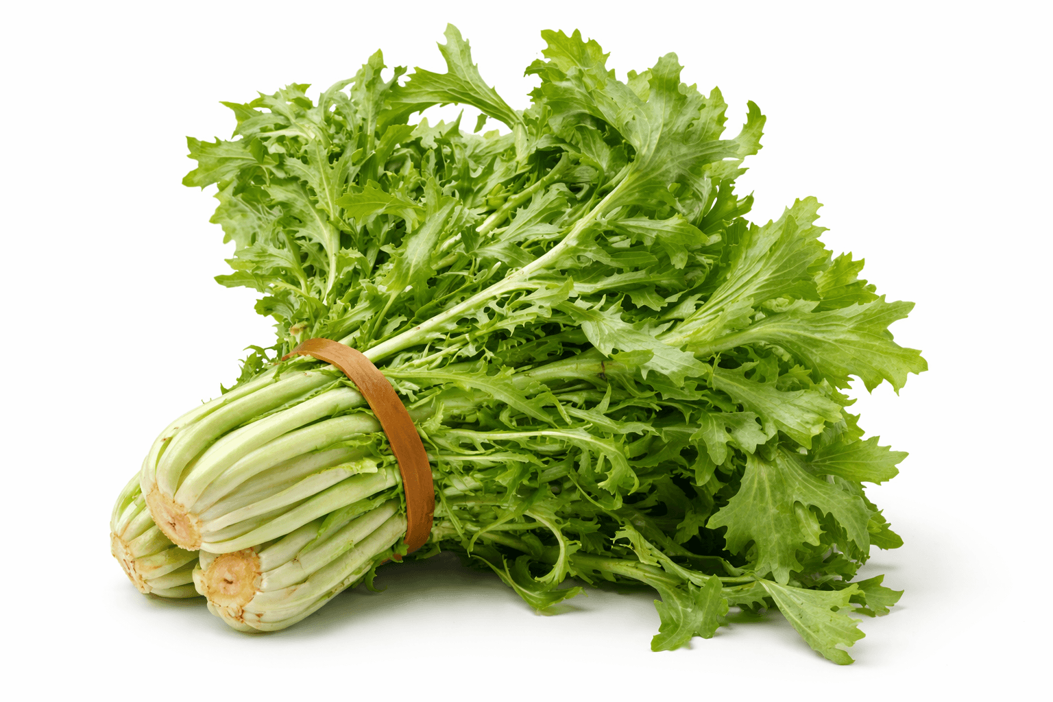 Fresh escarole leafy green