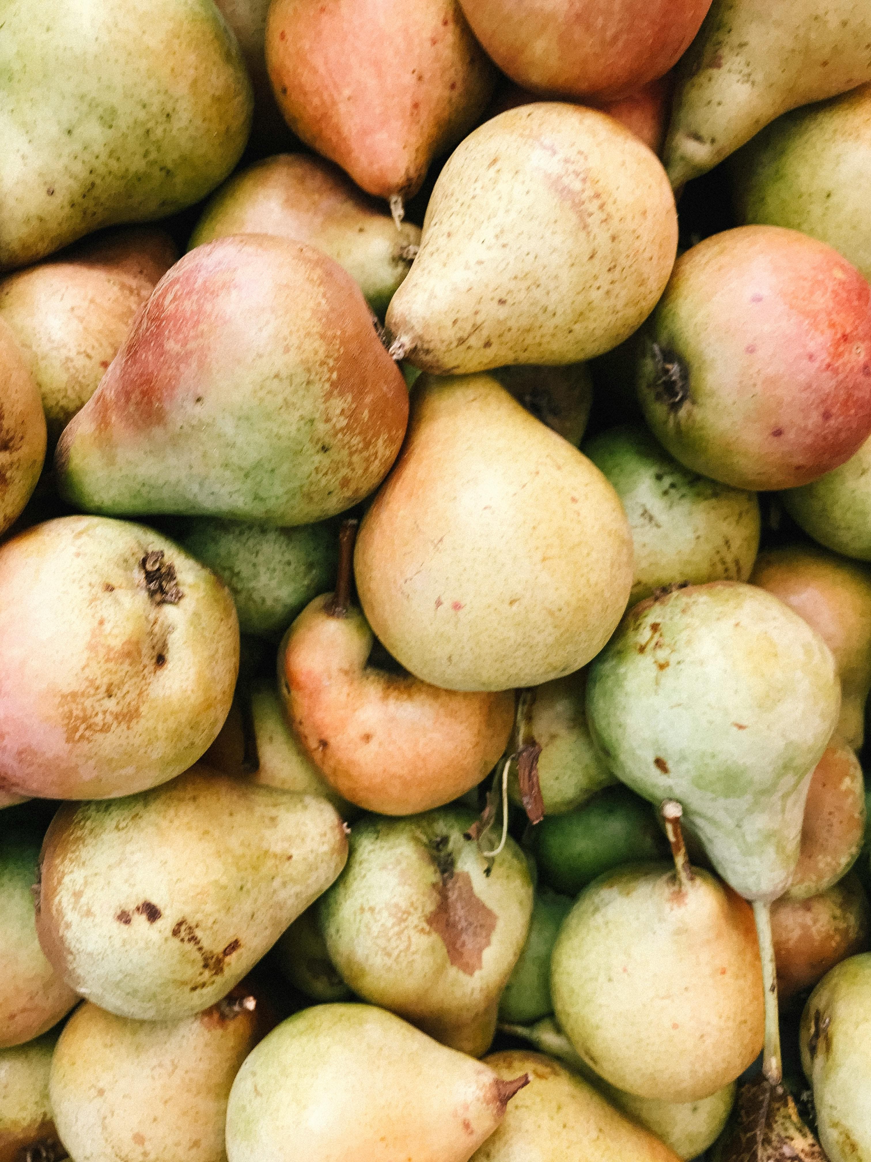 Fresh forelle pears with freckled skin